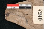 Foto (Detailansicht) von Sequoia hardtii Endl. (NHMW-GEO-2024-0188-8240)